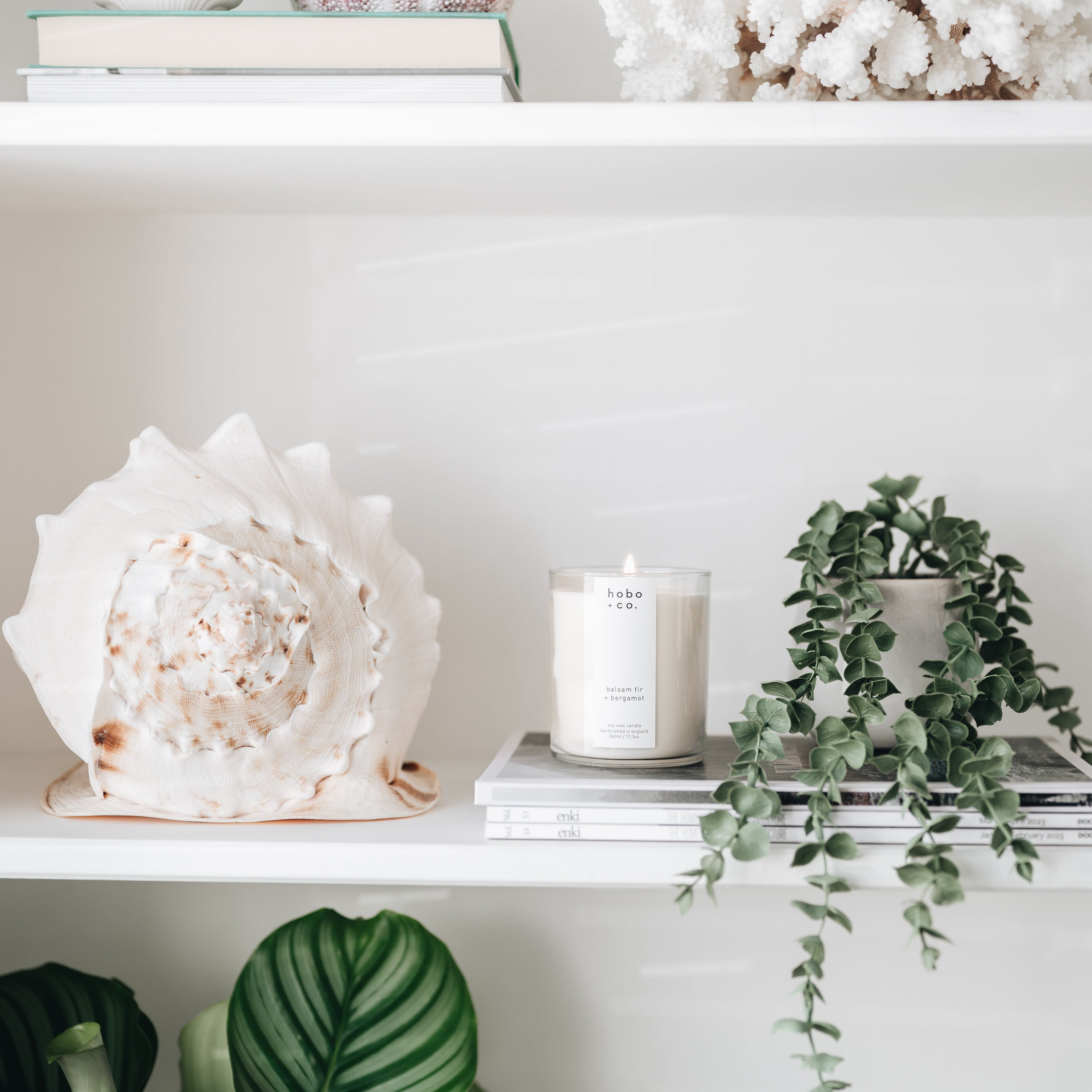Decorative shelf with seashells, books, and plants against a white wall